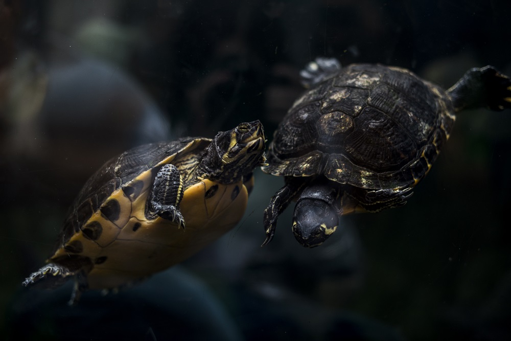 RESCUED CORNISH TURTLE EMBARKS ON EPIC TRIP BACK TO THE WILD