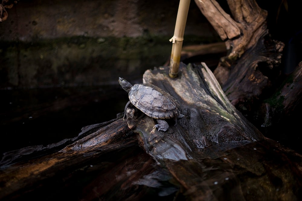 ABANDONED TURTLES HAVE A LUCKY ESCAPE!