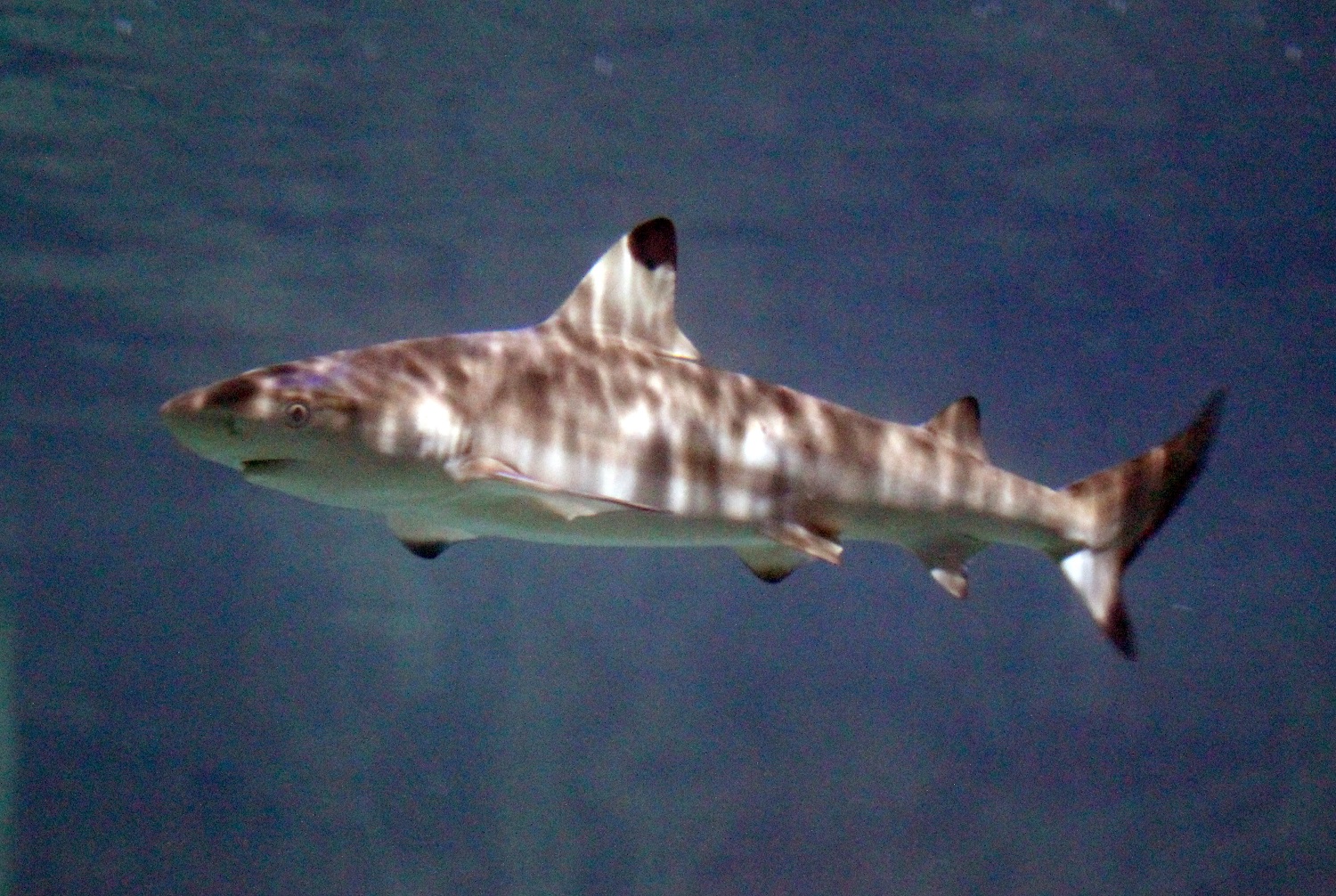 Blacktip Reef Sharks | Animals | Discover | Blue Reef Aquarium Newquay