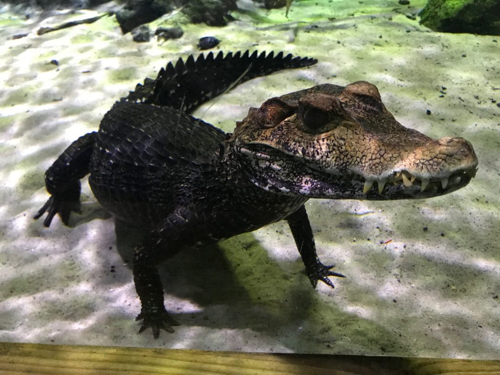Snap, Crackle, and Croc: Meet Our Cuvier’s Dwarf Caimans!
