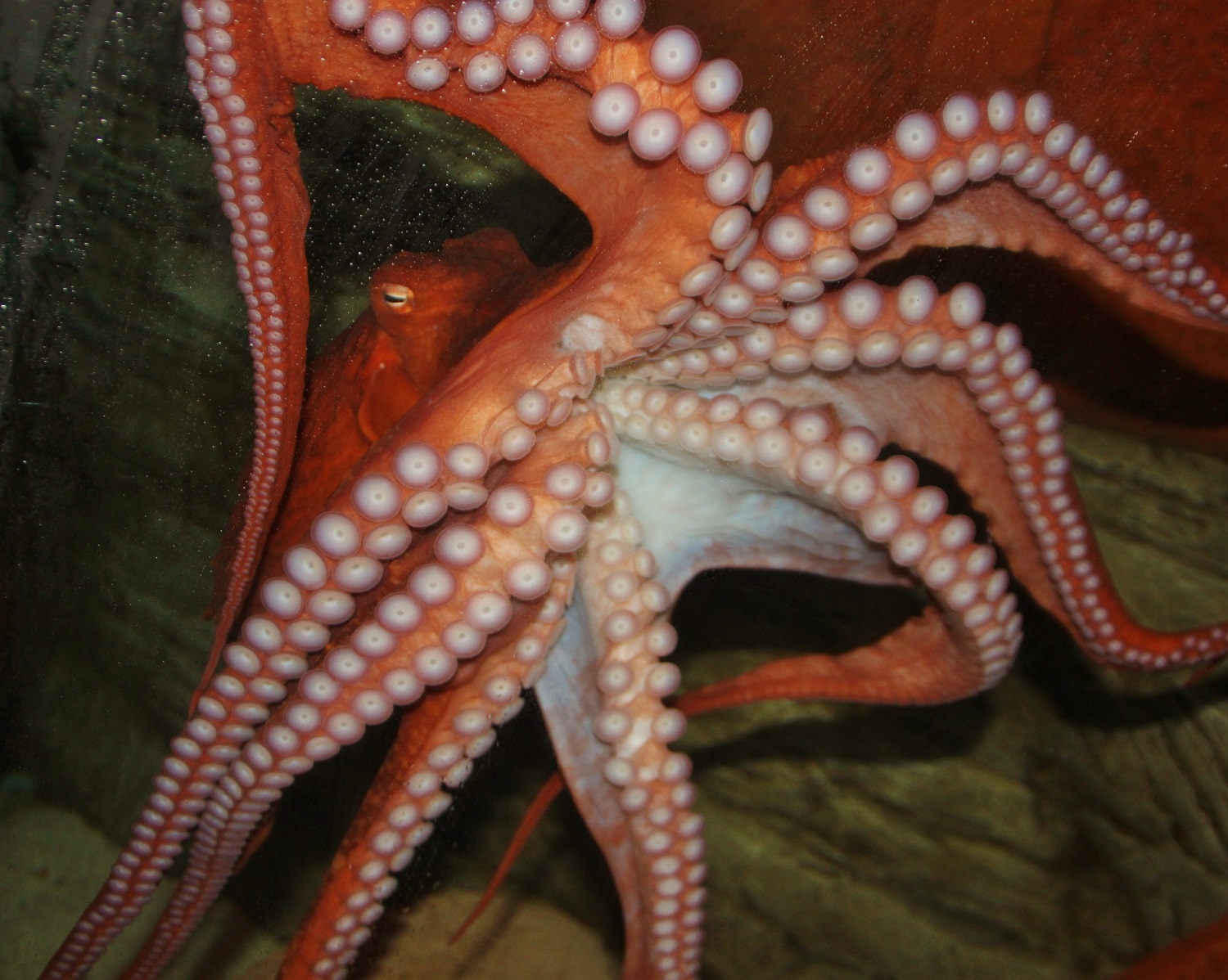 6 Discoveries that Scientists Have Made About the Giant Pacific Octopus