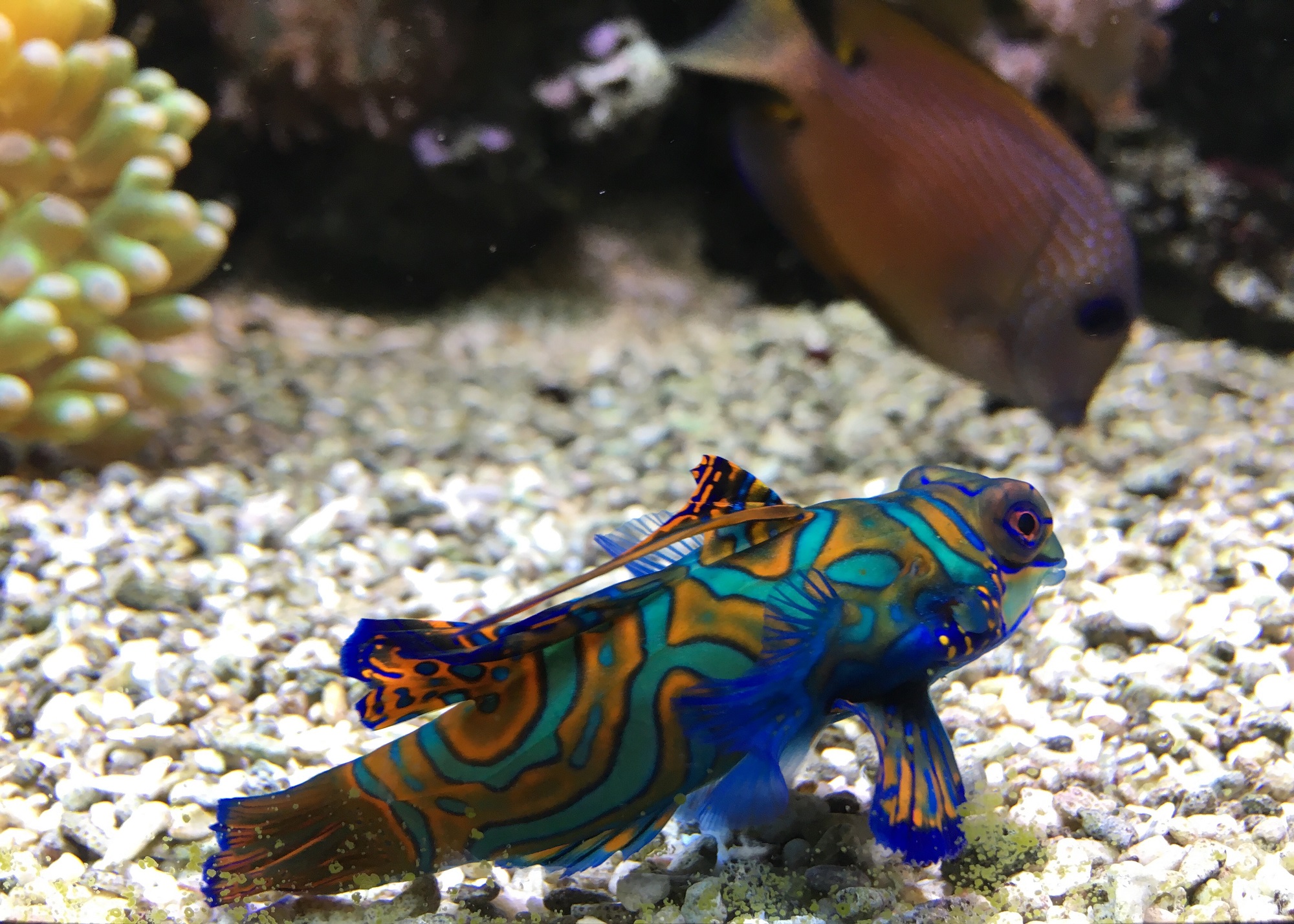 PARTTIME MAINTENANCE ASSISTANT JOB OPENING Blue Reef Aquarium