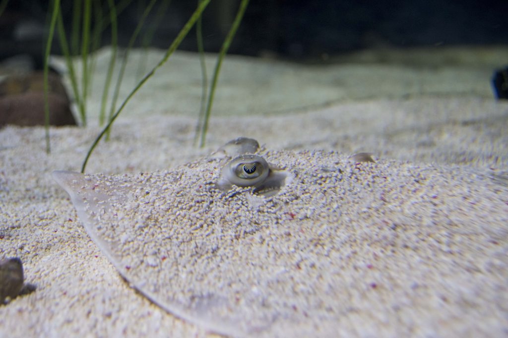 SPLASH OF TINY FINS AS THREATENED RAY HATCHES OUT AT AQUARIUM