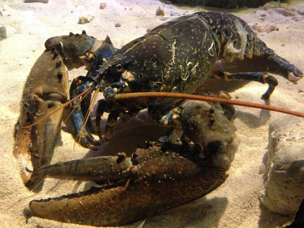 BUILDERS SAVE LOBSTER FROM THE POT