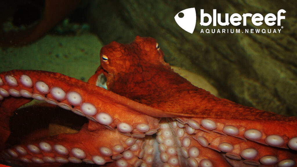 Giant Pacific Octopus