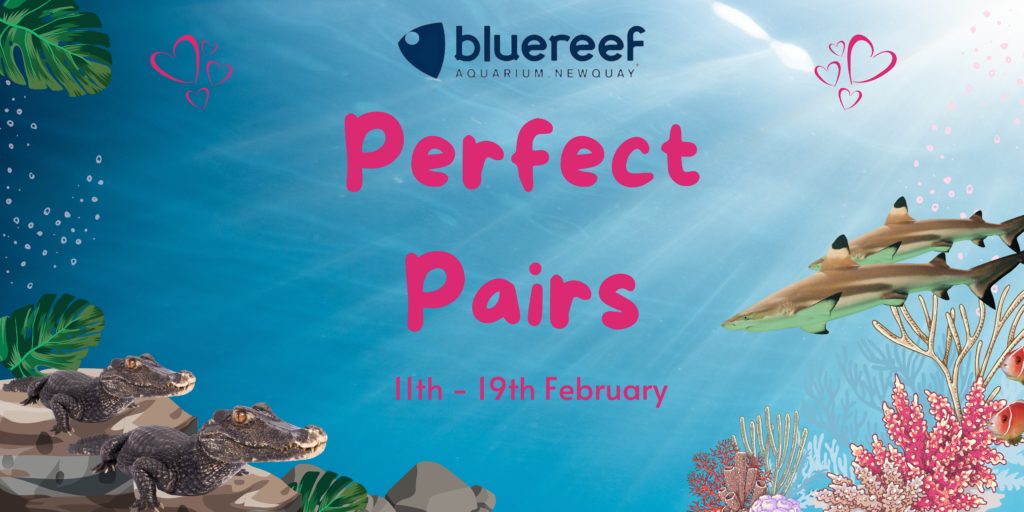 Perfect Pairs at Blue Reef Aquarium Newquay