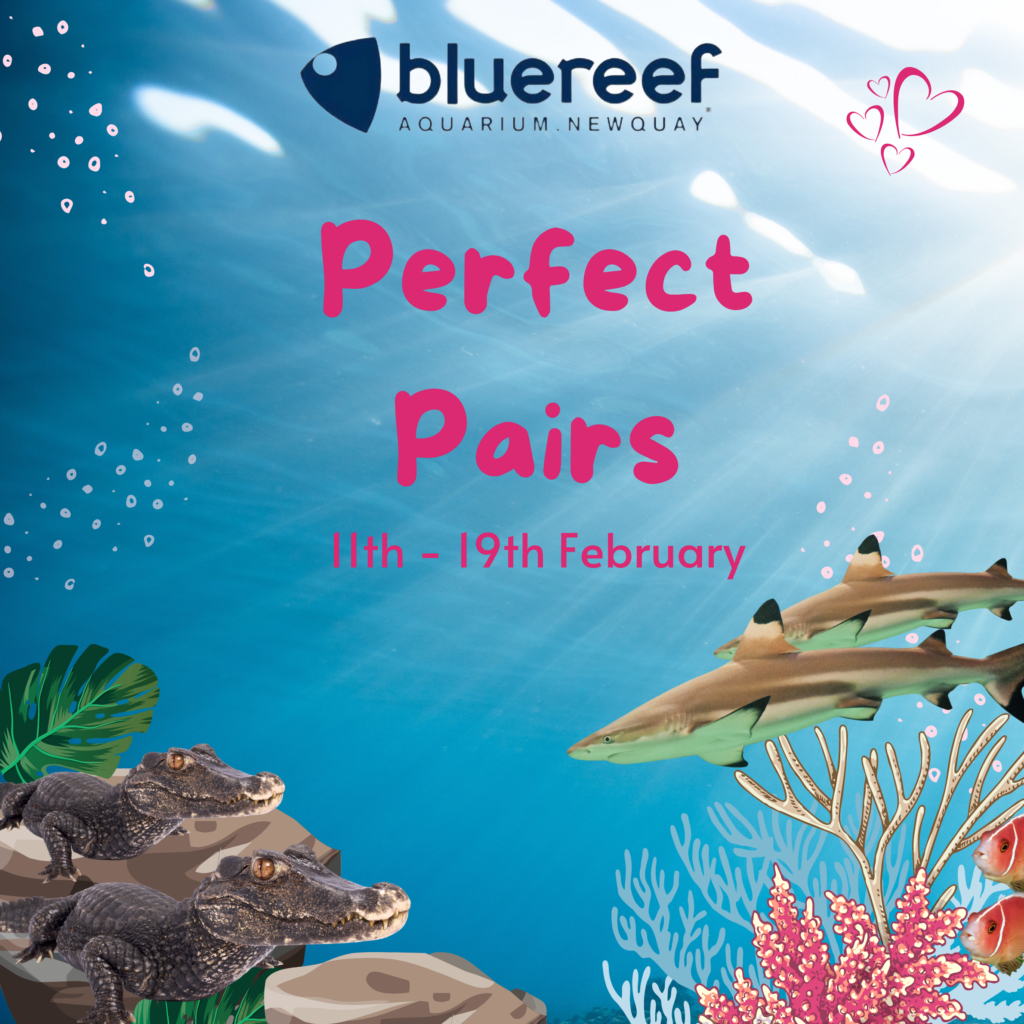 Perfect Pairs at Blue Reef Aquarium Newquay