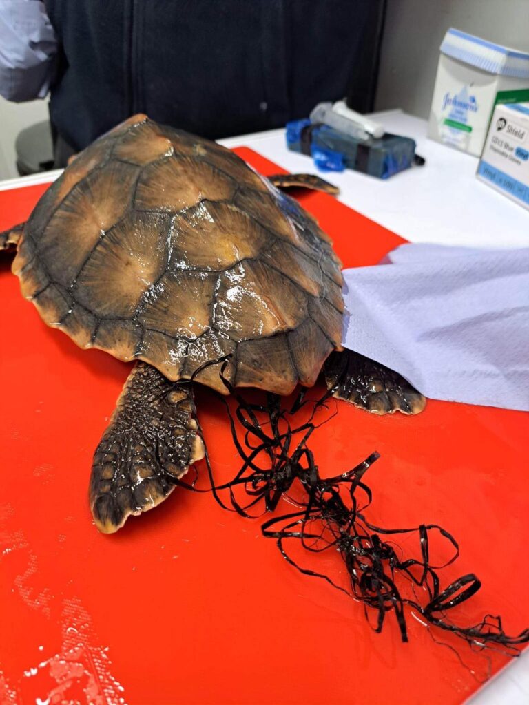 Plastic found in Turtle at Blue Reef Aquarium Newquay 