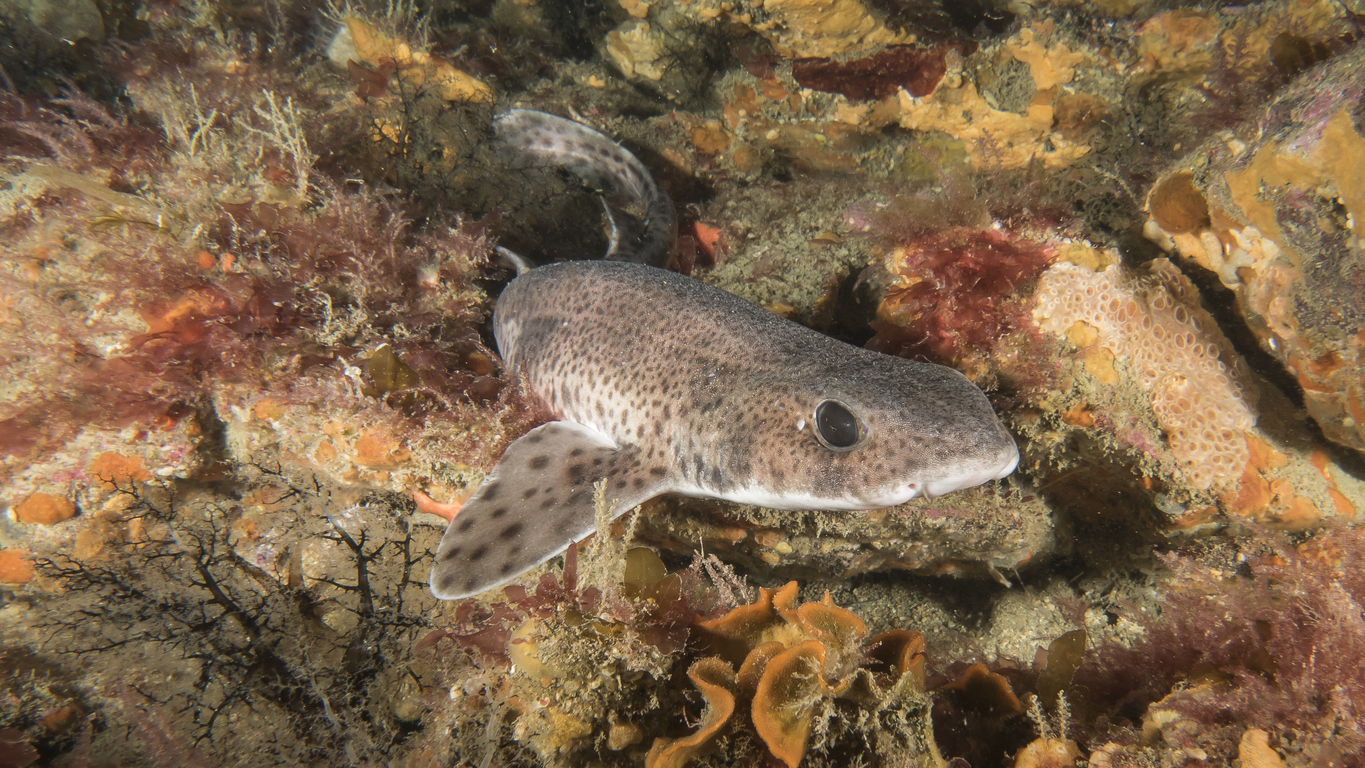 Lesser Spotted Catshark and Their Predators Blue Reef Aquarium