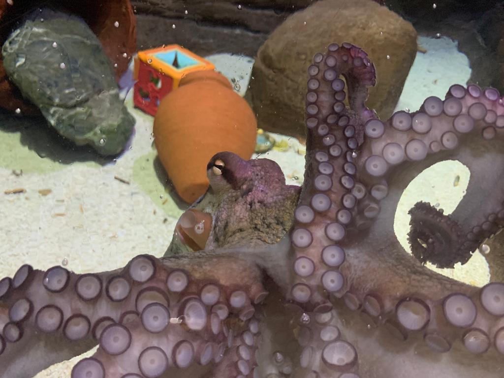 Athena the Common Octopus