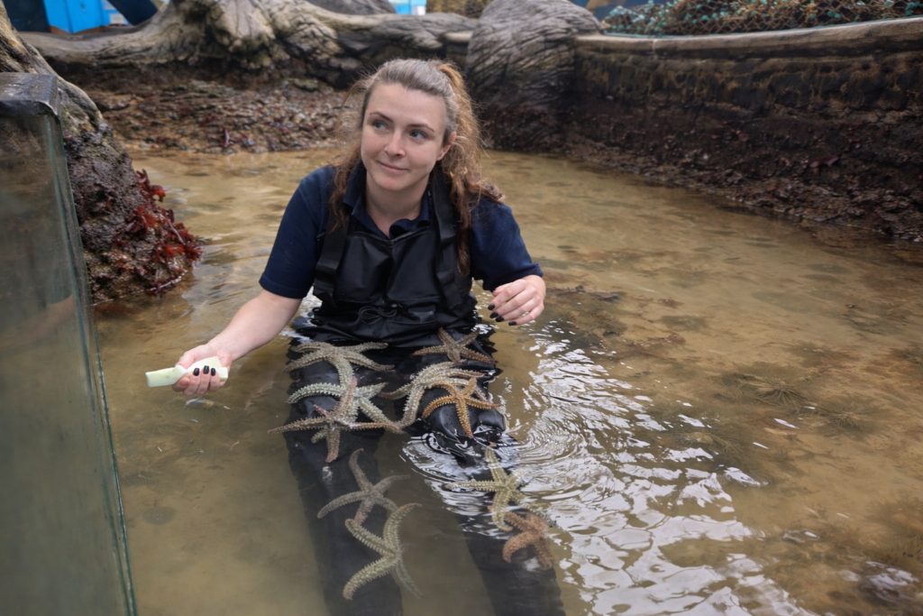 Female aquarist sitting in a tank with a lap full of starfish as she cleans.
