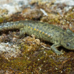 Spanish ribbed newt (Pleurodeles waltl)