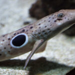 Epaulette shark (Hemiscyllium ocellatum)