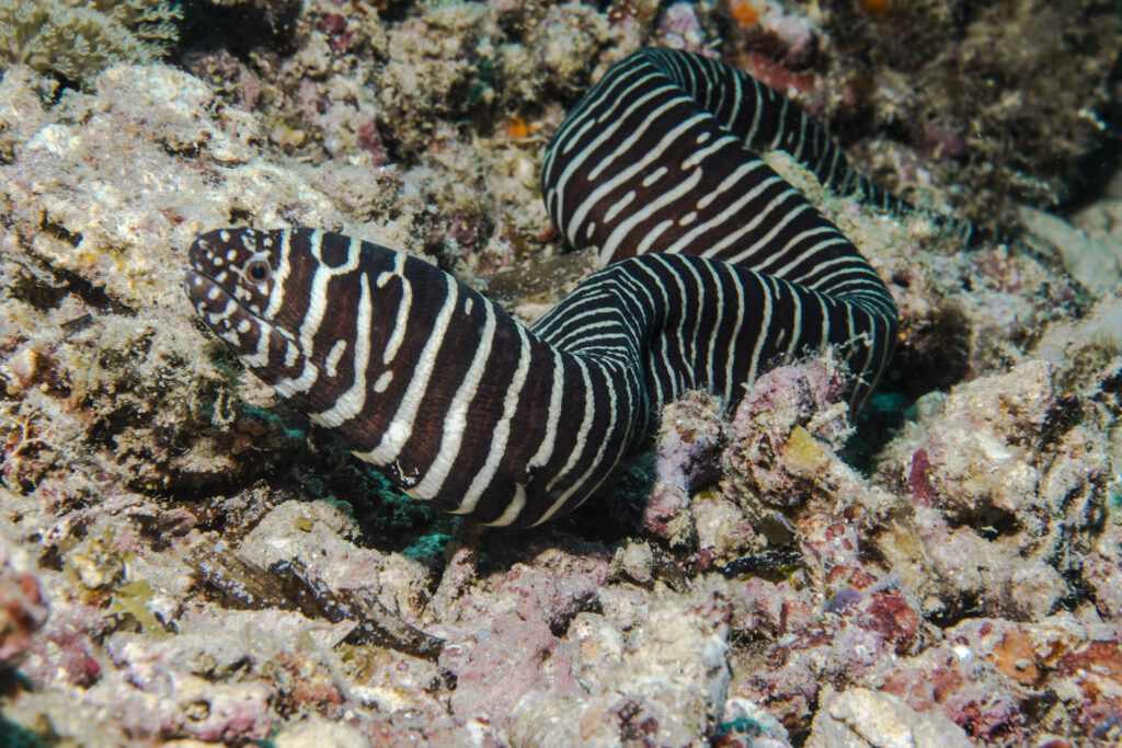 zebra moray eel