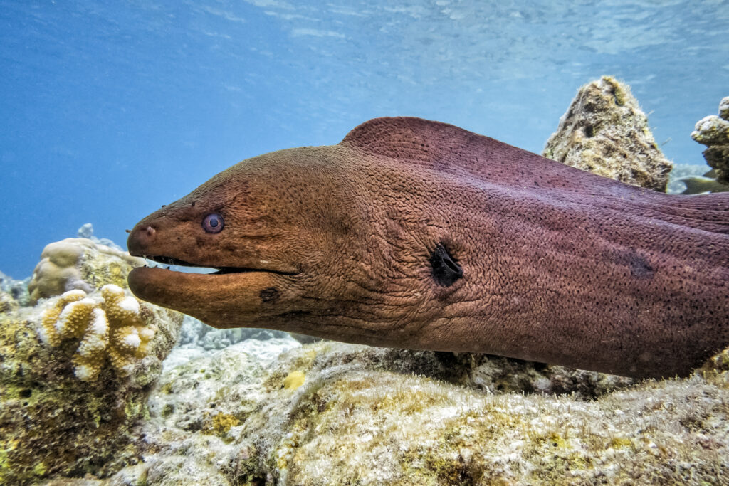 Giant Moray Eel (Gymnothorax javanicus)