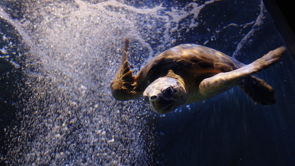 Omiros the Loggerhead Turtle swimming through bubbles.