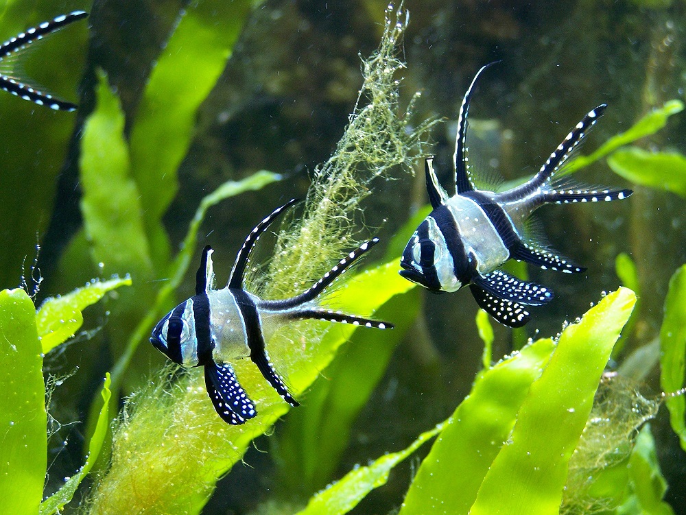 Rare Banggai babies born at Blue Reef Aquarium