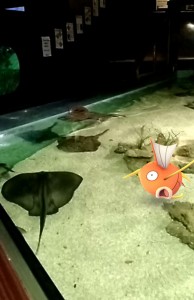 Magicarp at Portsmouth's Blue Reef Aquarium