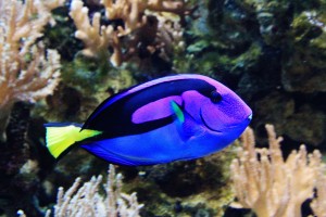 Regal Tang 'Dory' Fish