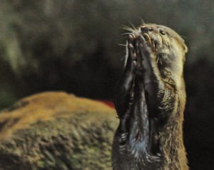 Otter Portsmouth's Blue Reef Aquarium