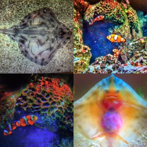 Selection of Johnny Black's images taken at Portsmouth's Blue Reef Aquarium