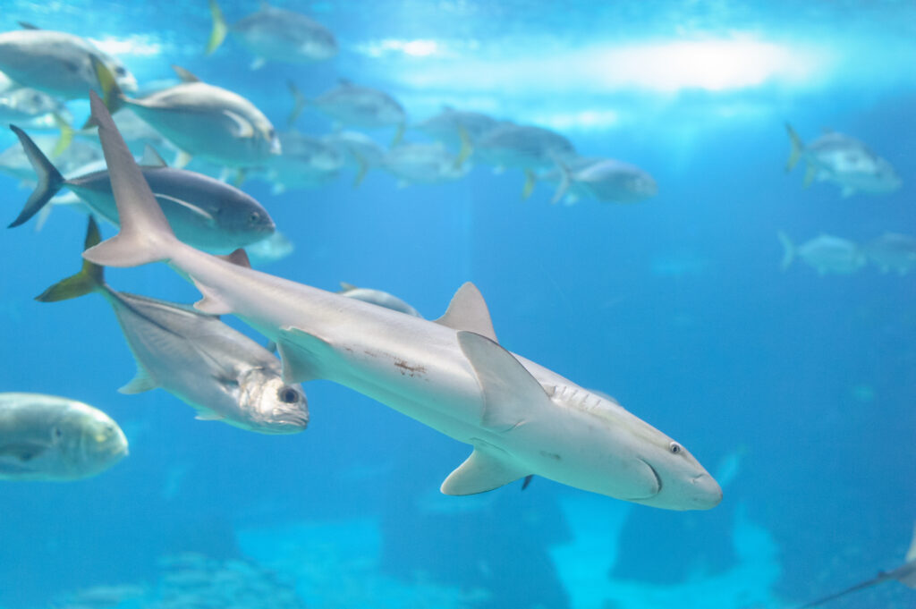 Shark Swimming in an Aquarium Tank. Oceanarium Lisbon Portugal.