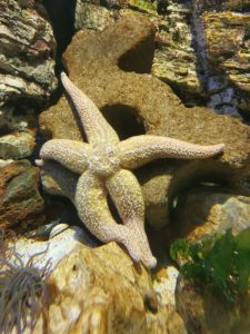 Starfish