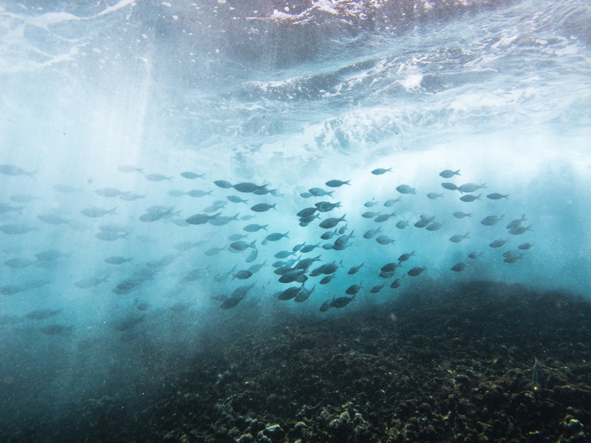Key Facts About Ocean Conservation