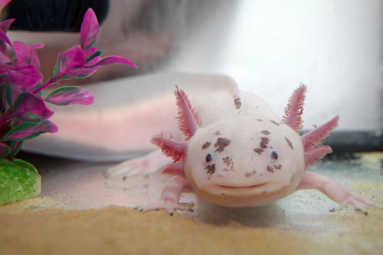 What Is An Axolotl And Their Habitat Bluereef Portsmouth