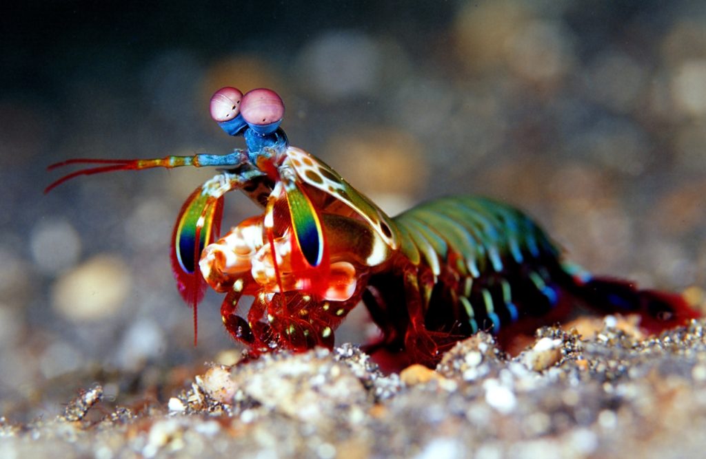 Weird Fish List With Pictures & Facts: The World's Weirdest Fish