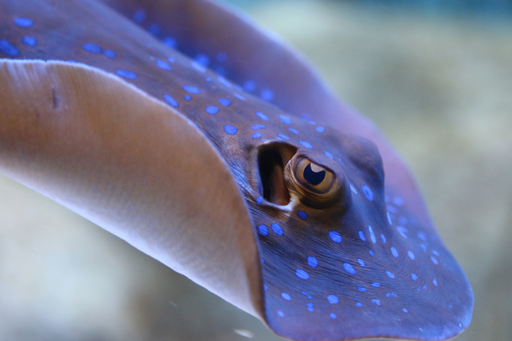 stingray eyes