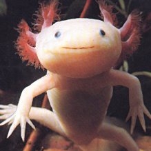 Axolotl - Faits, Alimentation, Habitat & Photos sur