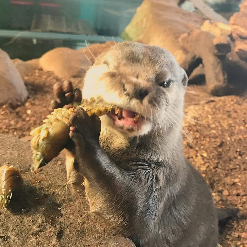 5 Otterly Amazing Facts About Otters