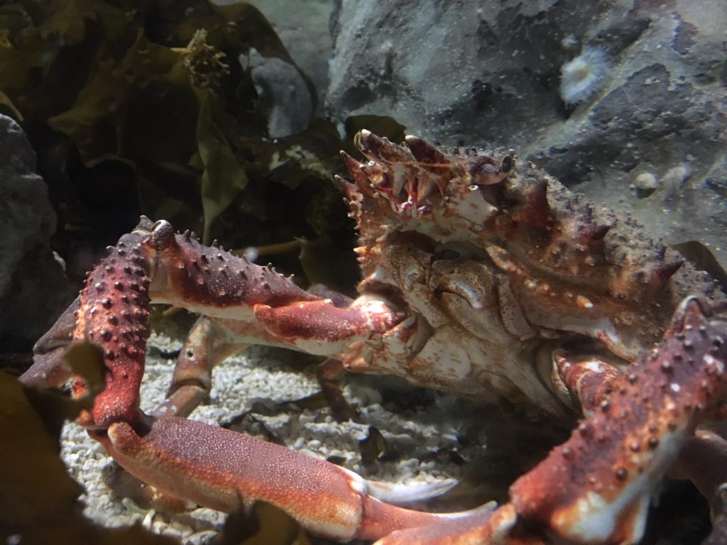 CLAWS – INCREDIBLE CRUSTACEANS!