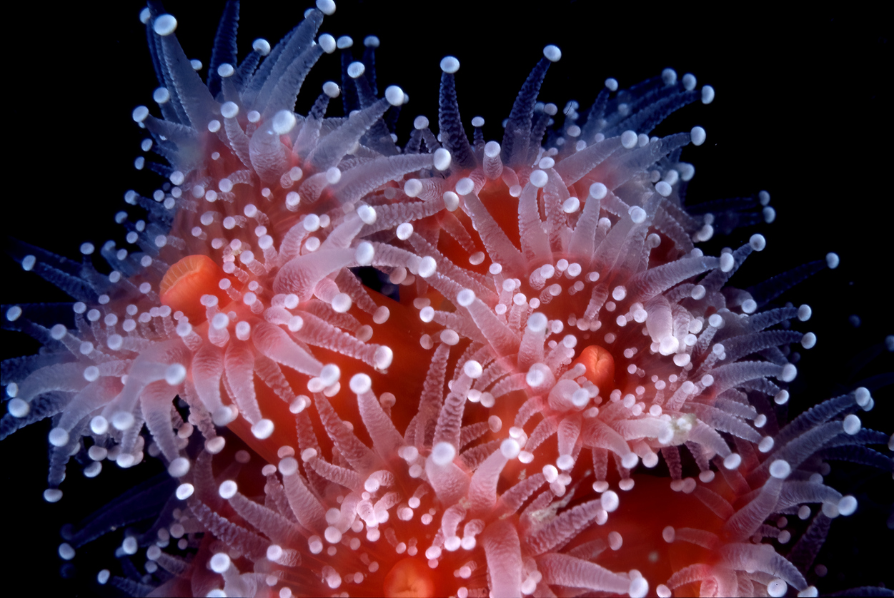 What is a Sea Anemone? - Blue Reef Aquarium