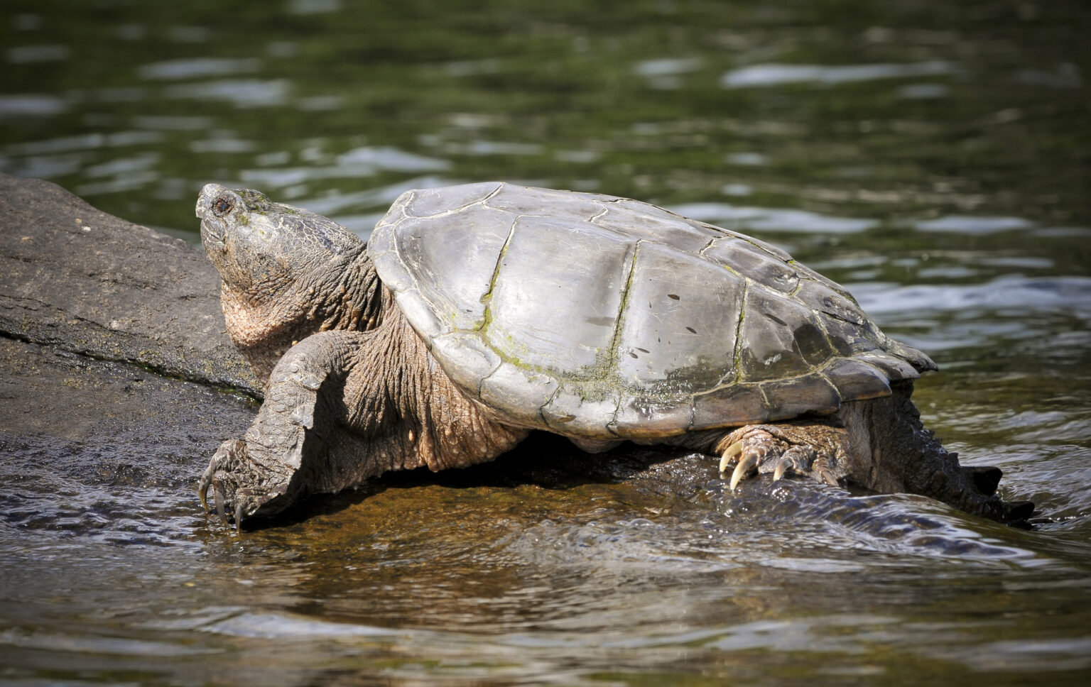 Sharp Turtles Everything You Need to Know About Snapping Turtles - Blue Reef Aquarium