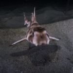 A horn shark swimming in the shallows of Redondo beach California