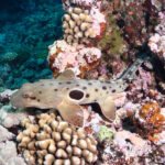 epaulette shark, Hemiscyllium ocellatum, Far Northern Reefs, Great Barrier Reef, Queensland, Australia, Coral Sea, South Pacific Ocean