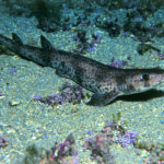 A Catshark in Aegean Sea in Turkey
