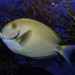 Acanthurus dussumieri, commonly known as Dussumier's surgeonfish, the eye-stripe surgeonfish or the ornate surgeonfish, is a ray-finned fish from the Indo-Pacific.. Maui Island, Hawaii
