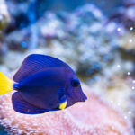 The yellow-tailed zebrasoma is a sea fish with a purple-blue body and a bright yellow tail, a family of surgeon fish, for a home large marine aquarium.