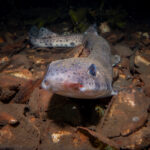 Dogfish / Catshark (Cat Shark) taken in various location in the sea lochs and off the coast of Scotland.