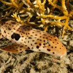 Triton Epaulette Shark Hemiscyllium henryi occurs in the Western Pacific and is known only from western New Guinea (Papua Barat Province), Indonesia in a depth range from 3-30m, max. length 82cm. In 2020 the species has been assessed for the IUCN Red List of Threatened Species as vulnerable. The double-ocellus marking on middle of side, just behind the head, is unique. The species is often seen resting on the bottom, but occasionally it can also be seen swimming slowly or walking across the bottom using its pectoral and pelvic fins. The Triton's epaulette shark is generally sedentary during the day, seeking shelter under ledges or table corals. This specimen was encountered by night at 3m depth. Triton Bay, Kaimana Regency, Indonesia, 3°56'18.21 S 134°7'10.878 E at 3m depth