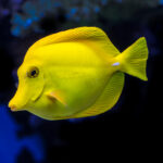 The yellow tang (Zebrasoma flavescens), also known as the lemon sailfin, yellow sailfin tang or somber surgeonfish , is a species of marine ray-finned fish belonging to the family Acanthuridae which includes the surgeonfishes, unicornfishes and tangs.