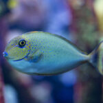 blue spot naso