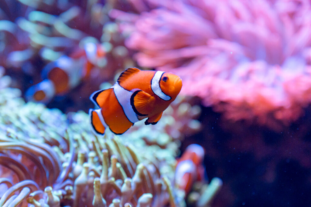 A vibrant underwater scene with numerous clownfish swimming among colorful corals and anemones, illuminated by deep blue aquarium lighting.