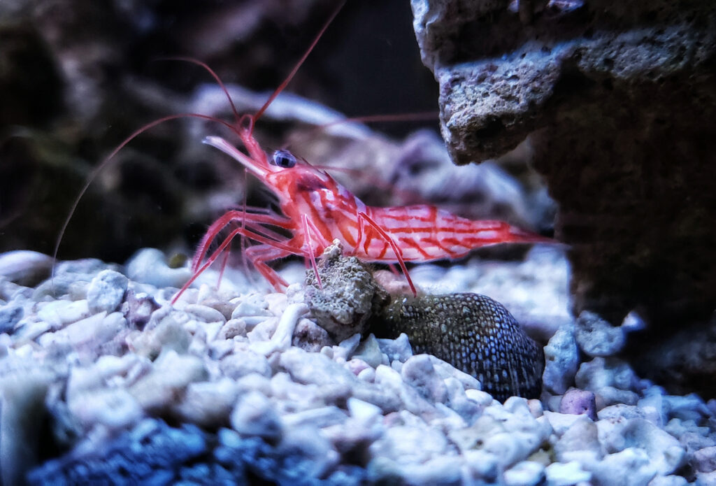 A small peppermint shrimp inside an aquarium