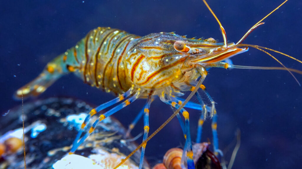 Rockpool shrimp (Palaemon elegans), crustacean underwater in the Black Sea looking for food on mussels