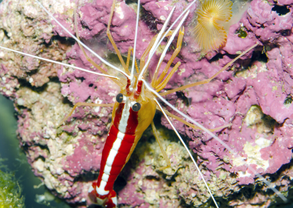 Cleaner Shrimp Lysmata amboinensis